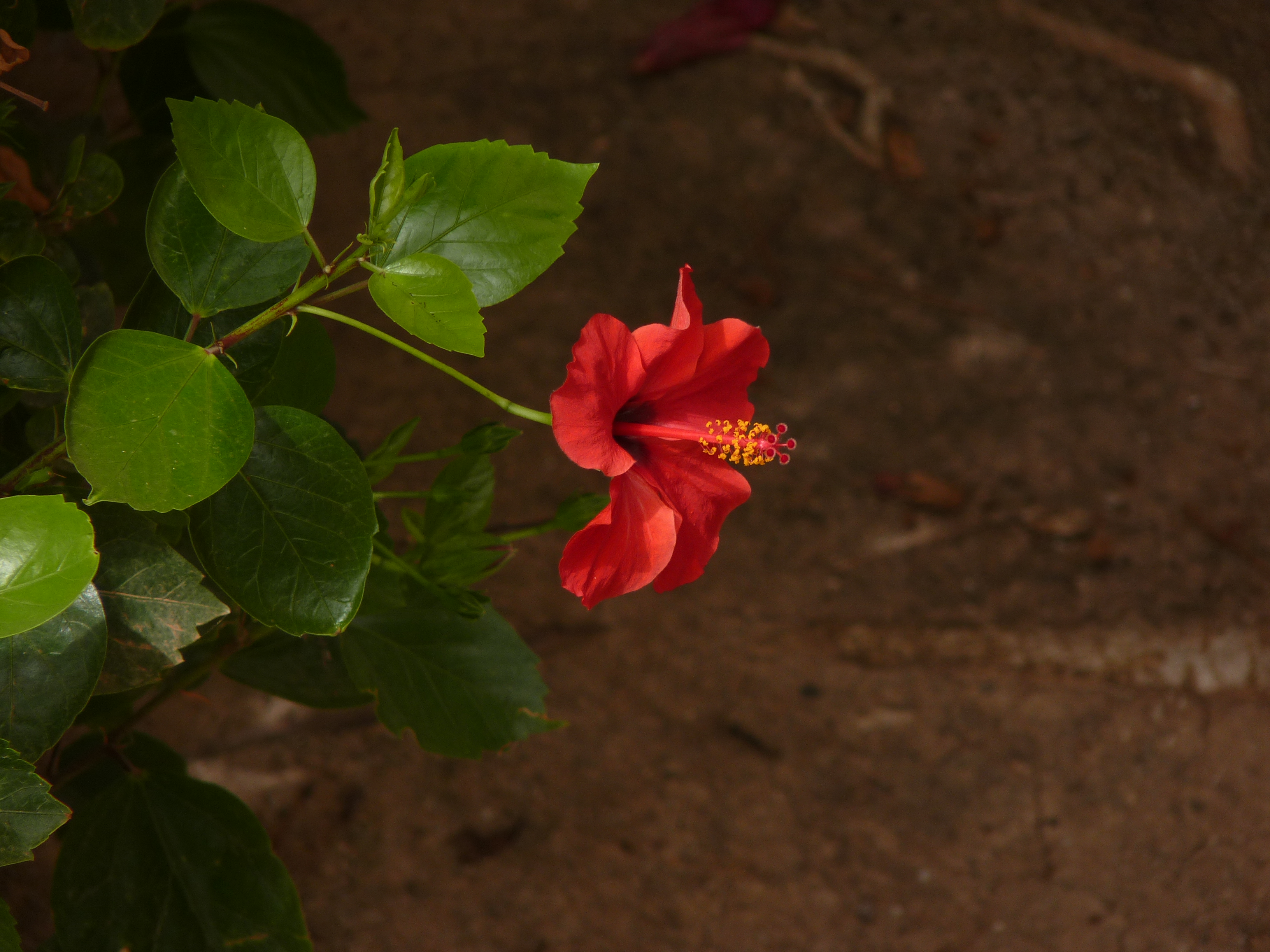 No s'ha trobat l'arxiu